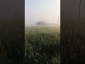 #rupya