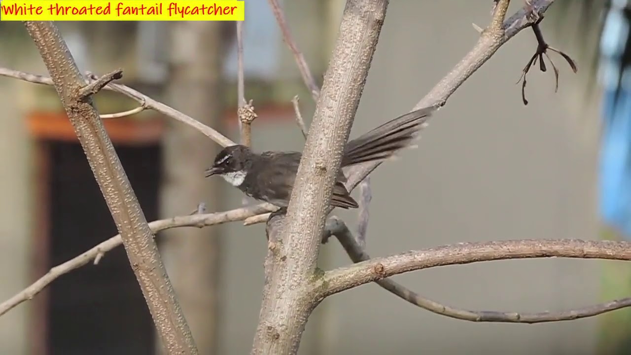 White throated fantail flycatcher 