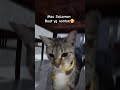 Aku LuLu Kenalan yuuk 😻