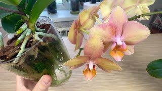 КОРНИ ОРХИДЕИ скажут СПАСИБО // адаптация и стимуляция воздушных корней орхидей перед пересадкой