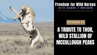 32. A Tribute to Thor, Wild Stallion of McCullough Peaks