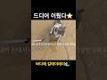 갈테야테야 고양이😹😂#shorts #shortsvideo #funnycat #catthings #catlife #stupide