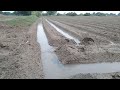 Watering to fields  village life style vlog  m ashraf malik 20