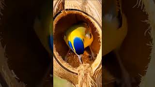 Mithu's Coconut Nest | Never Give Up on Your Dreams 🐦 #birds #amazingnature #shorts