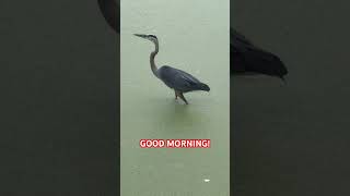 Beautiful Bird Like and Subscribe #florida #birds #nature #wildlife #animals #outdoors #goodmorning