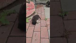 Bu Gözleri Görüp De Geçtin Mi