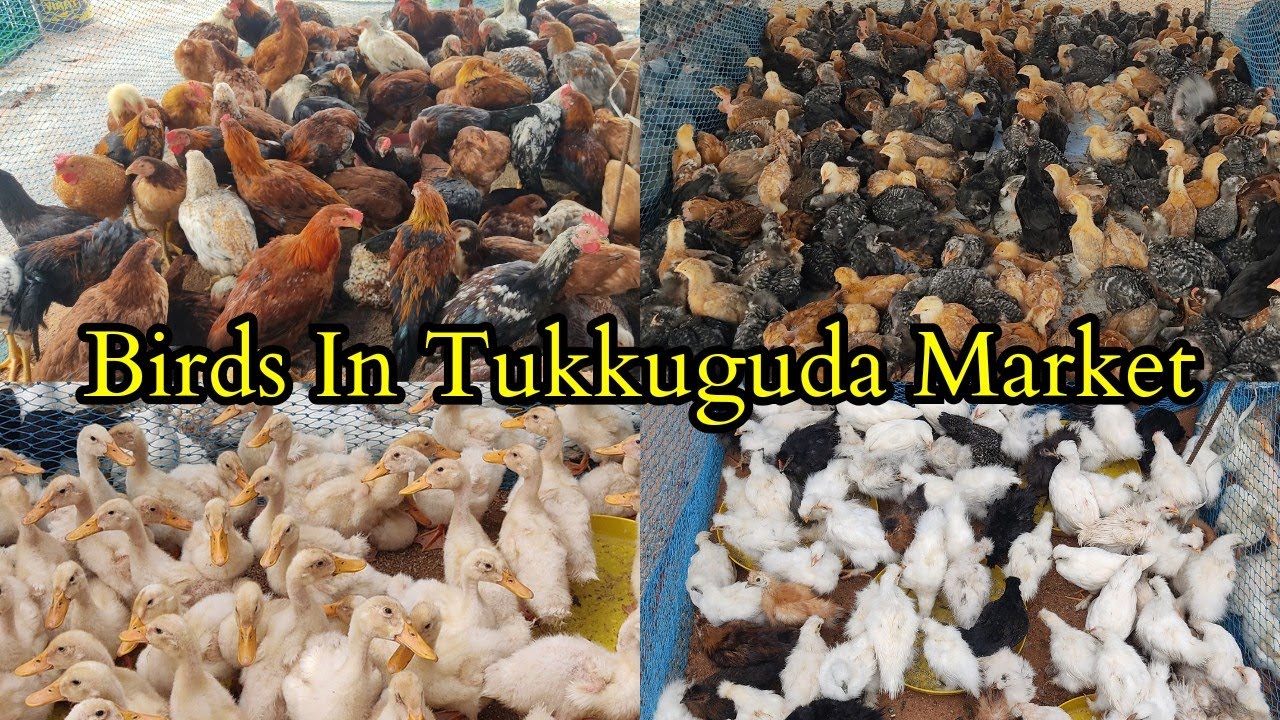 Saste Birds In Tukkuguda market |animal market|birds market