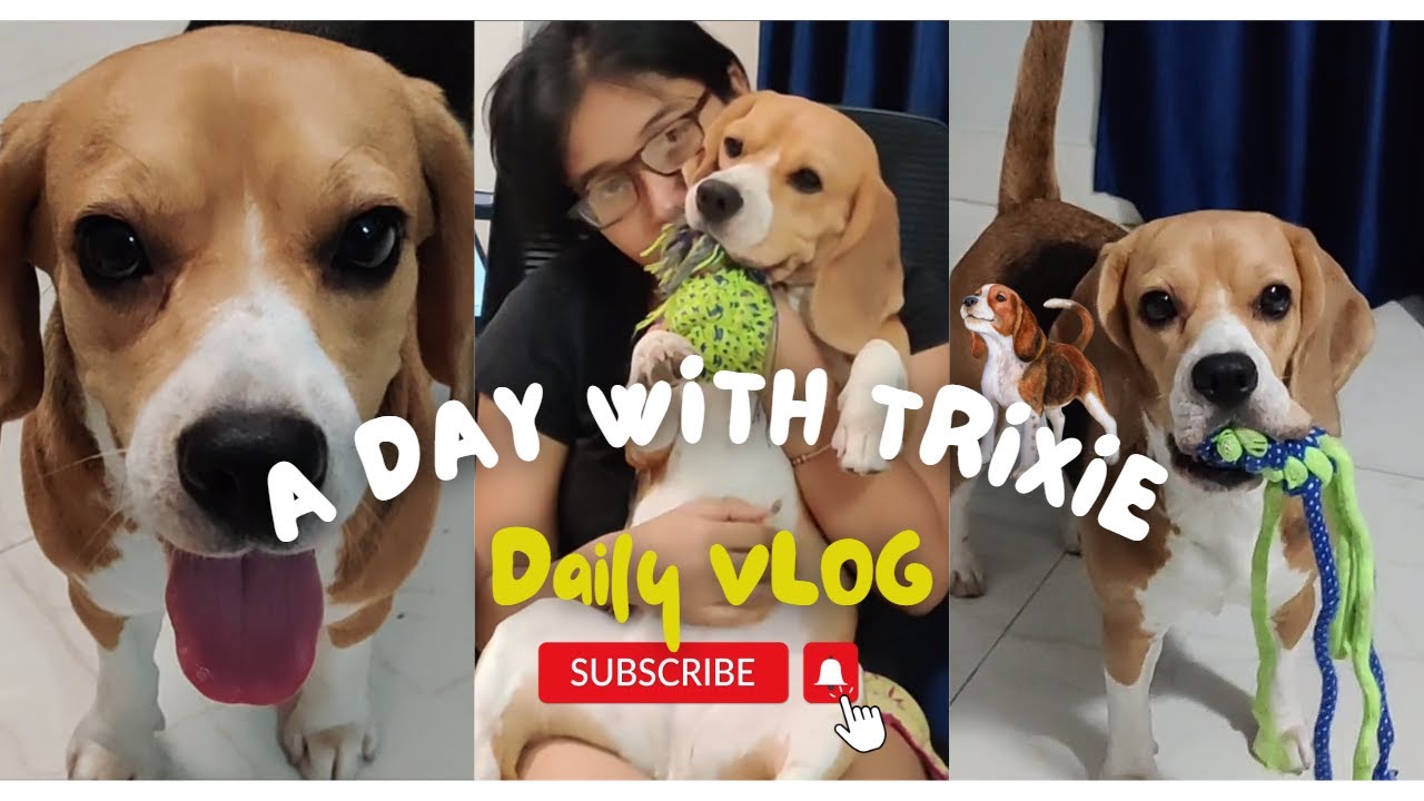 A Day in Life of a Beagle Dog | living with a beagle daily vlog - Part 1 