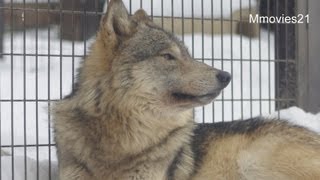 ルークのおしりにタッチ~Wolf Pack