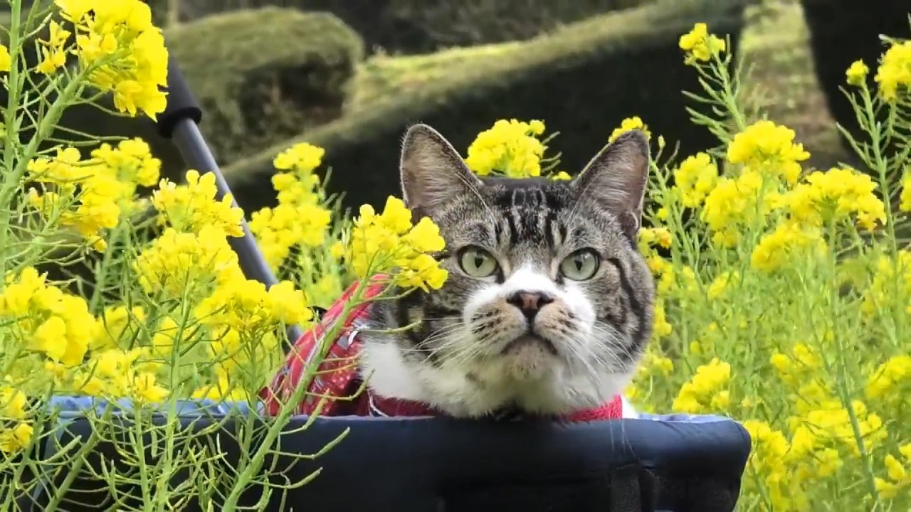 リキちゃん春の思い出～菜の花畑・こいのぼり・毛づくろい頑張るリキちゃん～　【リキちゃんねる　猫動画】 キジトラ 猫のいる暮らし