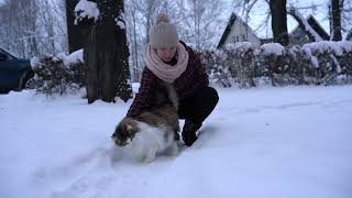 Norwegian Forest Cat wants to see snow? ❄ by Norwegian Forest Cat Tales 2,378 views 1 year ago 4 minutes, 22 seconds