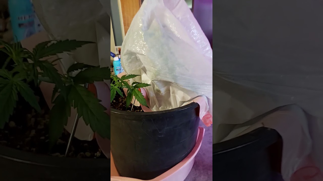 AUTOFLOWER FEMALE SEED PRODUCTION