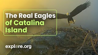 The Real Eagles of Catalina Island