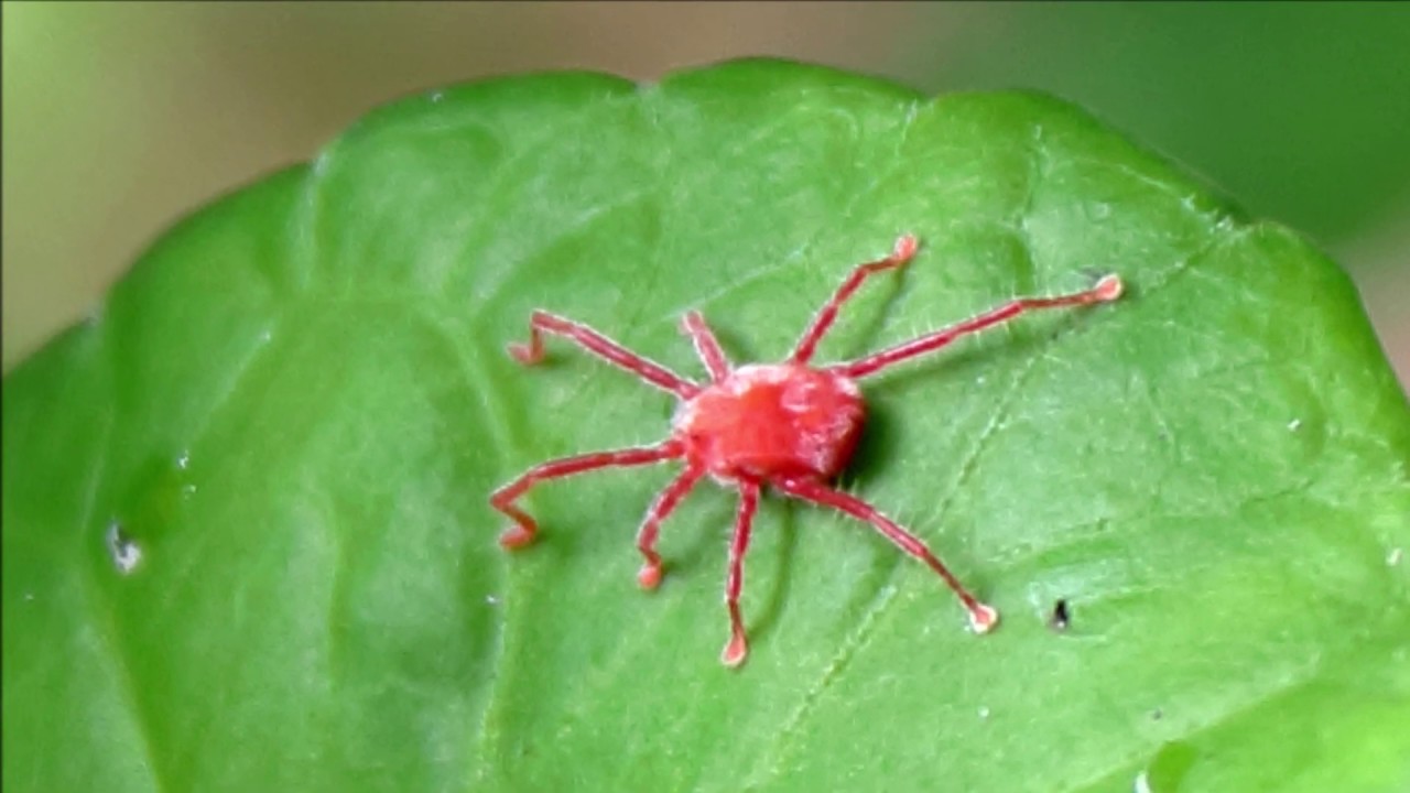 初めて見る赤い虫 ダニ クモ 検索結果 タカラダニ Youtube