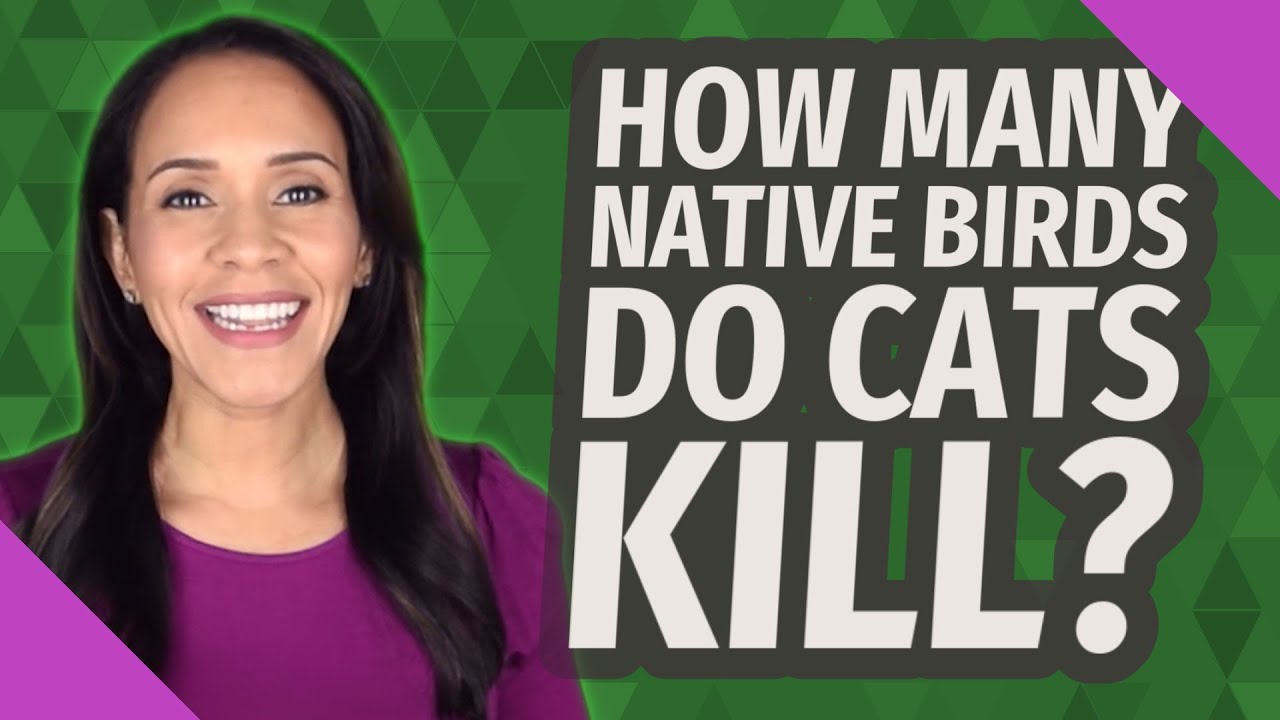 How Many Native Birds Do Cats Kill YouTube