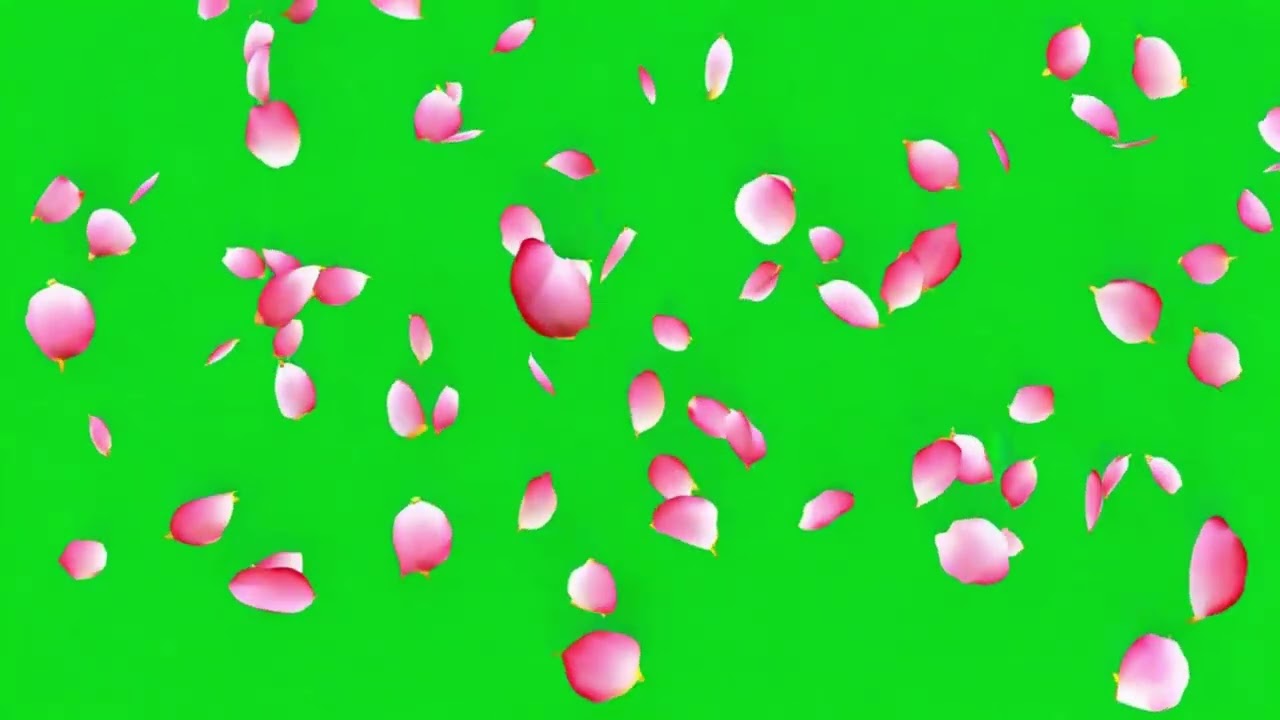 Pink Rose Petals Falling Green Screen