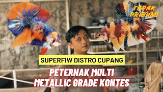 MULTI METALLIC GRADE Betta BETCH BREEDERS BANG FAJAR CONTEST - CILEDUG