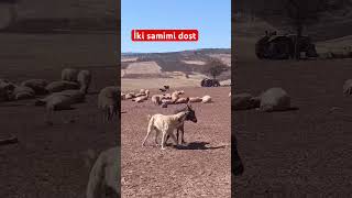 İki Çıkarsız Samimi Dost Resimi