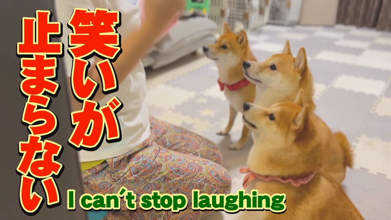 【爆笑】柴犬３兄妹の強い個性が出てしまった芸とは？