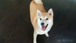 Dancing Shibe! 😂😂 by James Scurlock 98,485 views 5 years ago 56 seconds