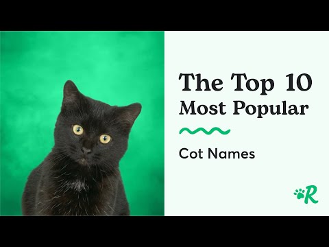Video: 10 mest populära unisex kattnamn i Amerika