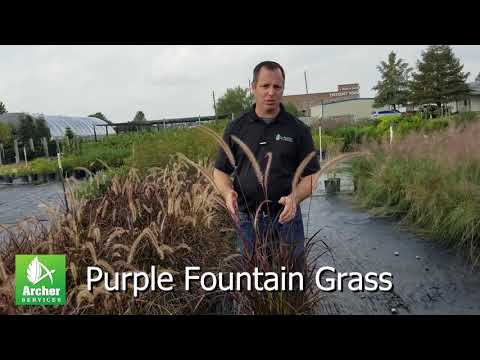 Video: Kas ir purpura skuju zāle - padomi purpura skujzāles audzēšanai dārzos