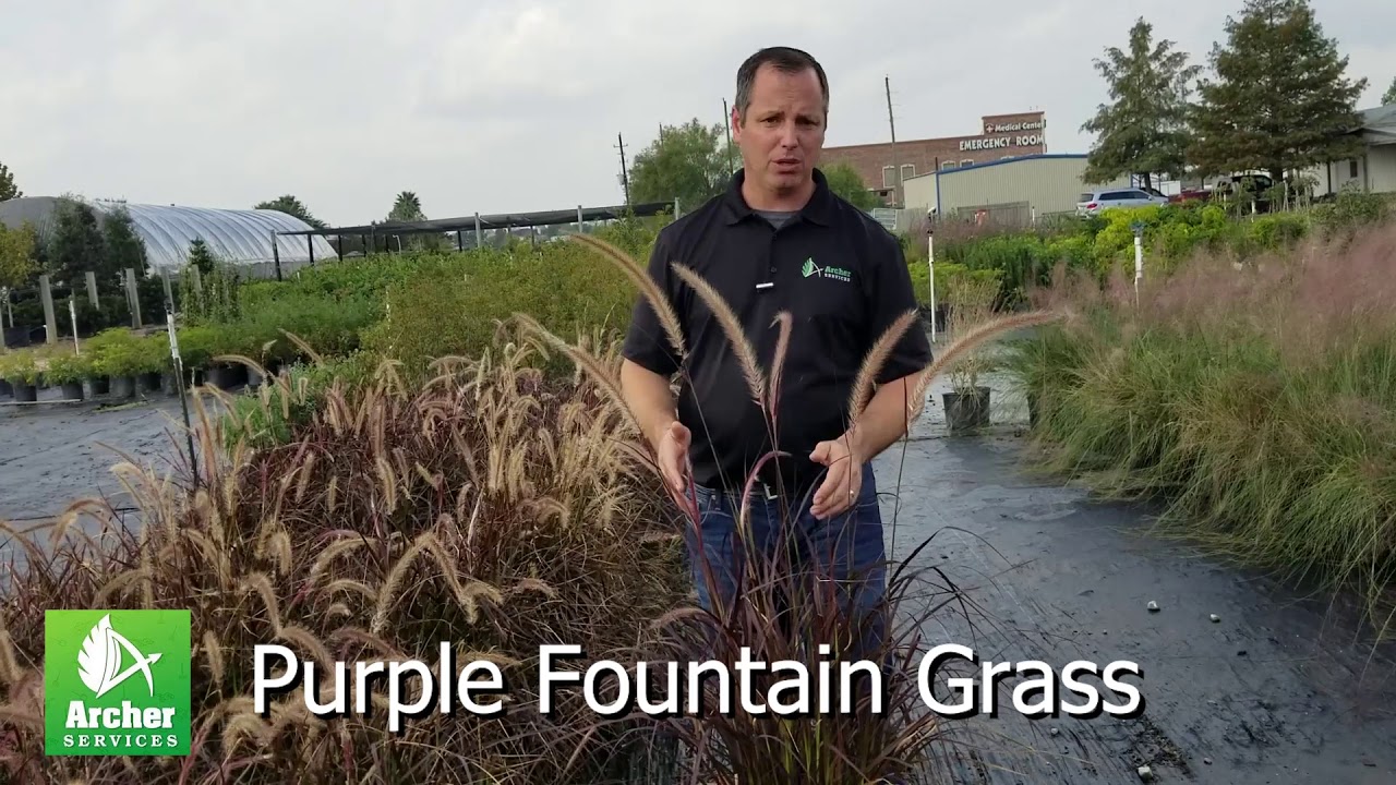 How to Grow and Care for Purple Fountain Grass