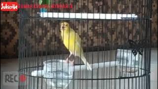 Gacoran import Taiwan suara khas kenari Taiwan Dan bulu alis warna stabillo