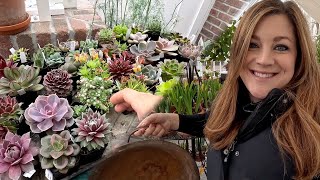 Planting Sempervivums and Sweet Peas! 🌸🌱 // Garden Answer