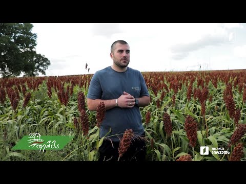 „ამბები სოფლიდან“ - პირველად საქართველოში, სორგოს დიდი მოსავალი სოფელ არაშენდაში