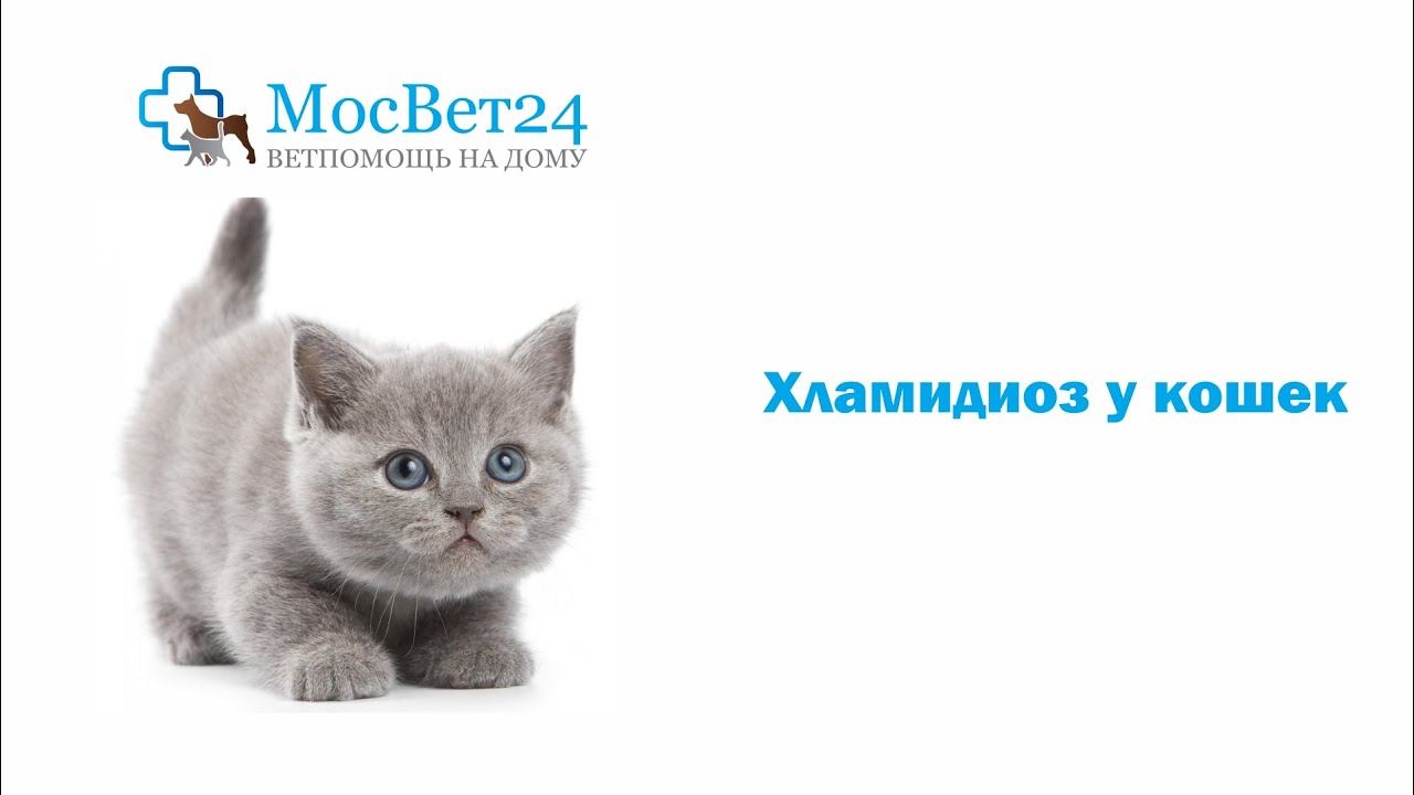 Хламидиоз у кошек - YouTube