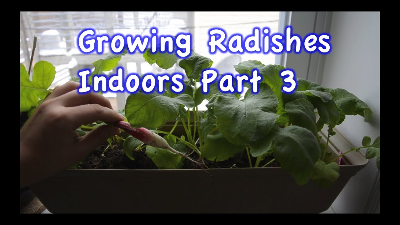 Can Radishes Grow Indoors?  