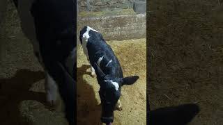 Damızlığın Kraliçesi Norveç kırmızısı buzağım polled #shortsvideo #köyhayatı #farming #keşfet #short