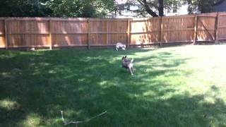 Puppy ball