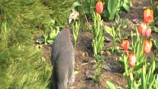 helmeted guineafowl sings