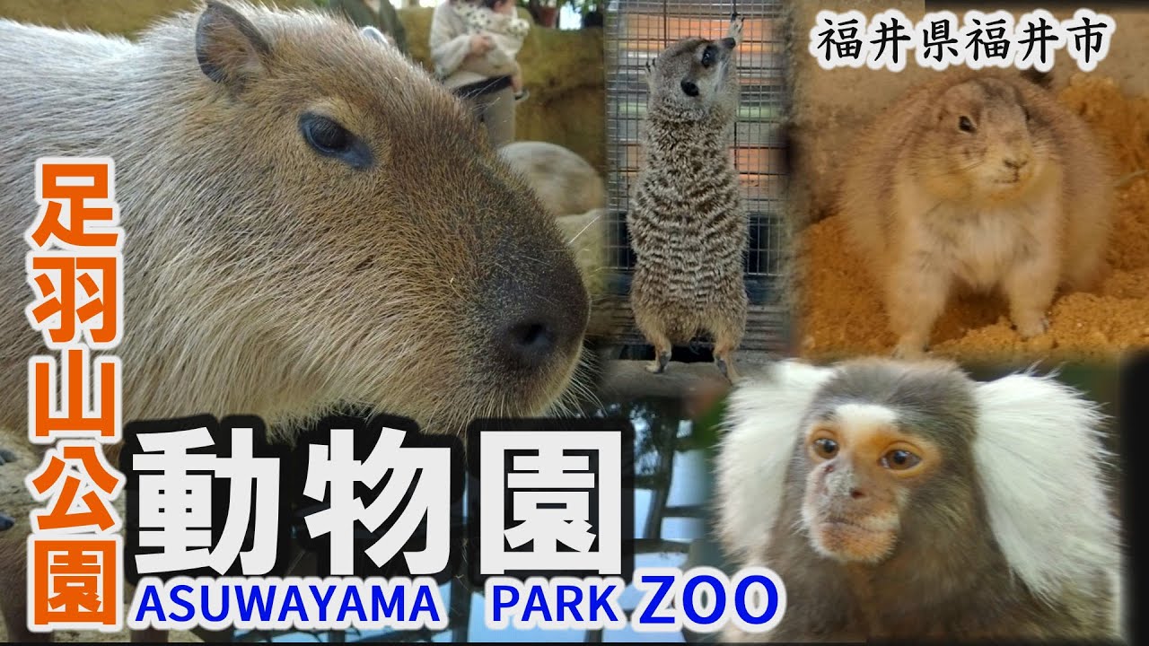 カピバラ放し飼い、足羽山公園遊園地（ミニ動物園）～福井市【動画紀行・福井県】Asuwayama Amusement Park Small Zoo