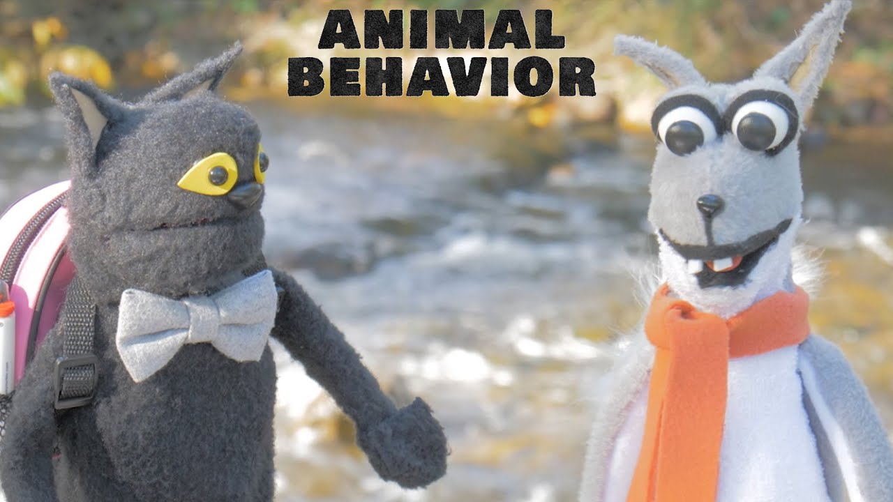 Animal Behavior: Ripper's New Friend - Series 2 Episode 1 - YouTube