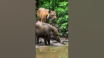This is the last second before everything changes #animalhunt #wildlife #predatorvsprey #animals