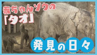 札幌・円山動物園の赤ちゃんゾウ“タオ”誕生から半年飼育員の奮闘記…工夫も課題も、そして“愛らしいタオの半年”も全部見せます