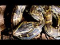 Two African Rock Pythons Hone in on Their First Kill