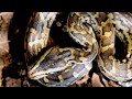 Young Python Hunting Techniques
