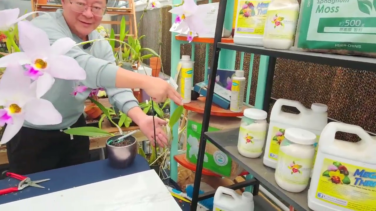 Norman Fang Live!  Episode 131 Growing laelia anceps