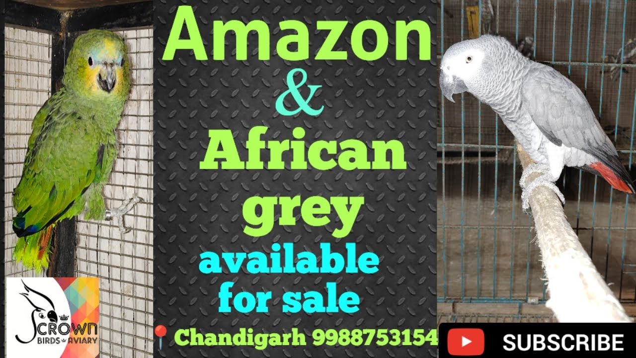Amazon and African grey available for sale - YouTube