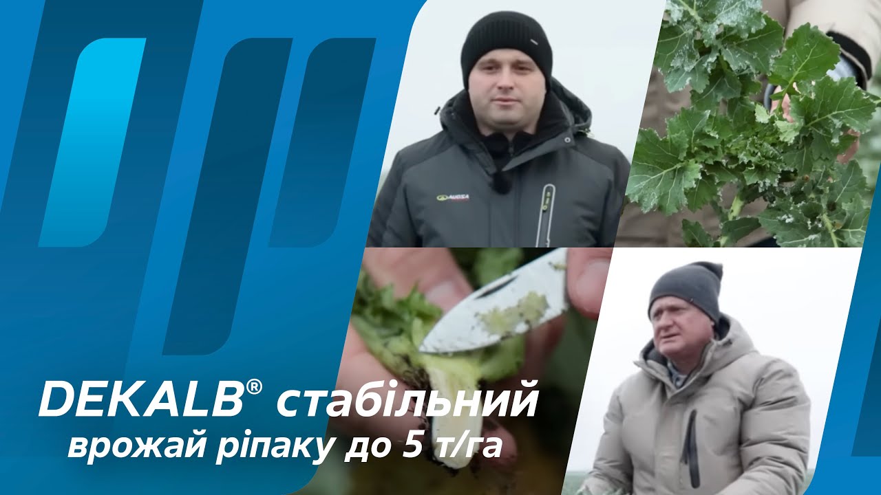 DEKALB® стабільний врожай ріпаку до 5 т/га