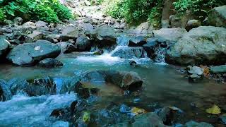 Forest River Serenity Relaxing Water Sounds 1080p HD White Noise for Deep Sleep