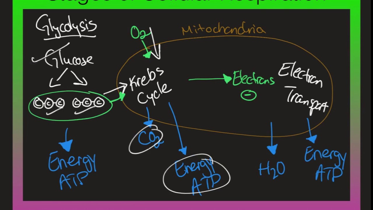 B.9B - Photosynthesis and Cellular Respiration Video - YouTube