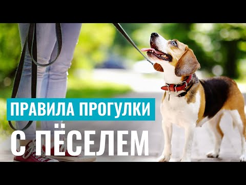 5 ПРАВИЛ ПРОГУЛКИ С СОБАКОЙ, которые нужно знать каждому!