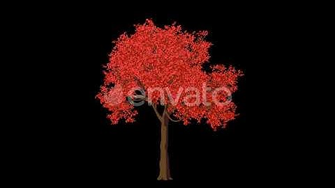 Cartoon Acer Tree Grow | Motion Graphics - Envato elements