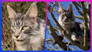 🌳😺 Fearless Maine Coon: Sherkan Climbs, Tastes, Dips, and Hunts for a Feline Day 🐝🍃 V130 by Maine Coon Cats TV 249 views 1 month ago 2 minutes, 45 seconds