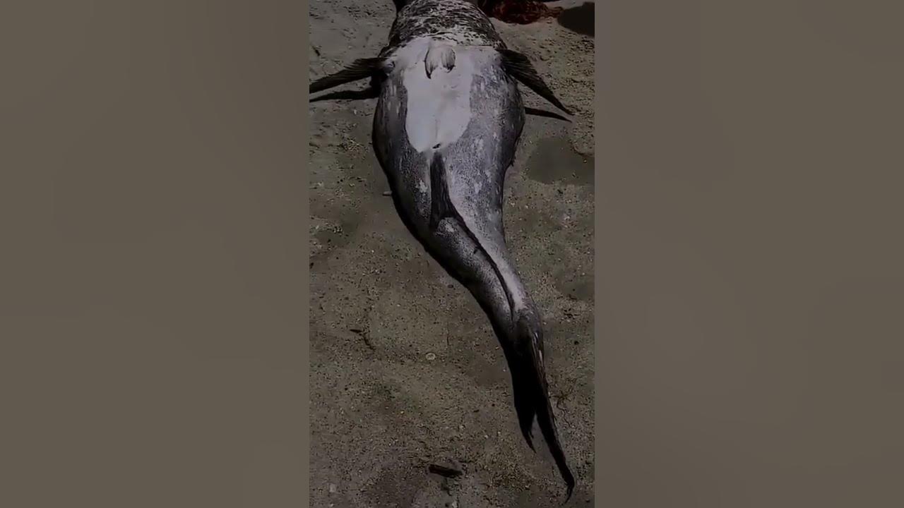 Mermaid Found on beach YouTube